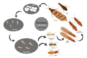 découvrez comment générer des leads qualifiés pour la lutte contre les termites. optimisez votre stratégie marketing et attirez des clients potentiels à la recherche de solutions efficaces contre les invasions de ces nuisibles.