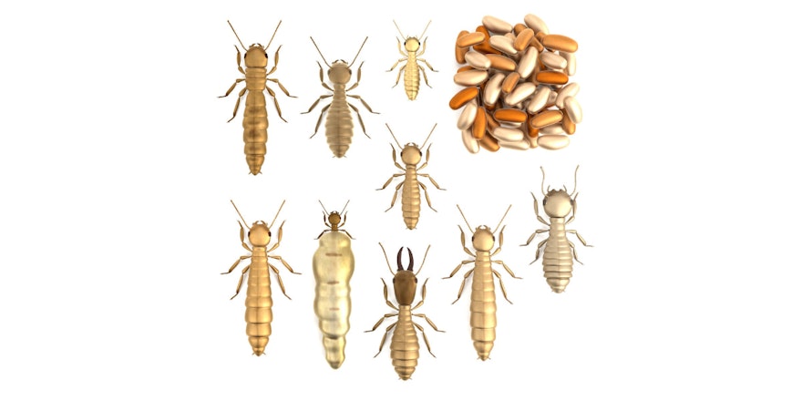 découvrez l'importance d'un diagnostic termites préventif pour protéger votre habitat. identifiez les risques d'infestation et garantissez la sécurité de votre propriété grâce à une inspection experte.