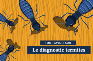 découvrez l'importance d'un diagnostic termites pour protéger votre maison des infestations. nos experts vous offrent des solutions fiables et efficaces pour préserver votre patrimoine immobilier.