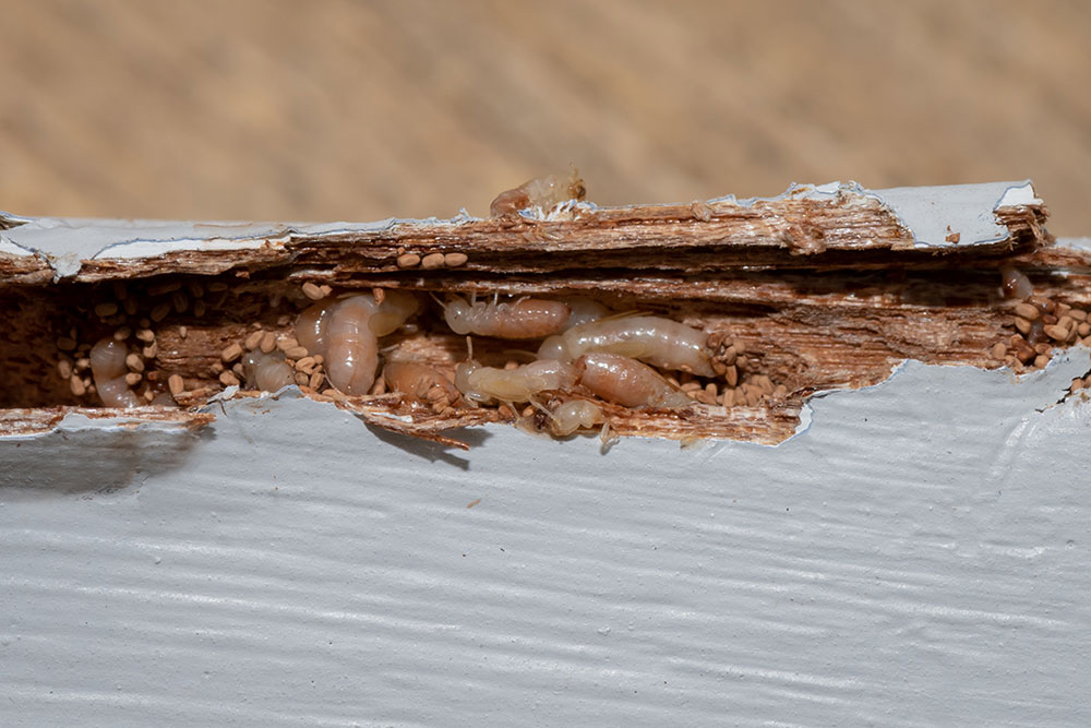 découvrez l'importance du diagnostic termites pour protéger votre maison. identifiez rapidement la présence de ces nuisibles et préservez la structure de votre habitation grâce à nos services professionnels.