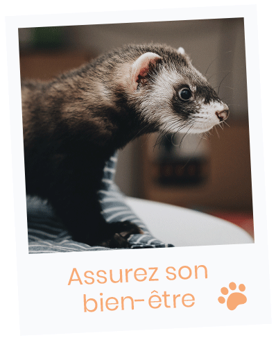 contactez notre service dédié aux furets pour des conseils personnalisés sur l'assurance de vos compagnons à quatre pattes. obtenez des informations sur les couvertures, les tarifs et les démarches à suivre pour protéger votre furet en toute sérénité.