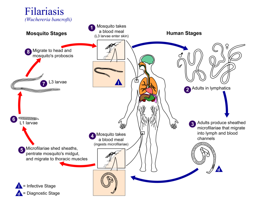 découvrez les conséquences d'un diagnostic parasitaire sur la santé humaine et animale. apprenez comment les parasites peuvent affecter le bien-être, entraînant des complications variées, et l'importance d'un dépistage précoce pour garantir un traitement efficace.