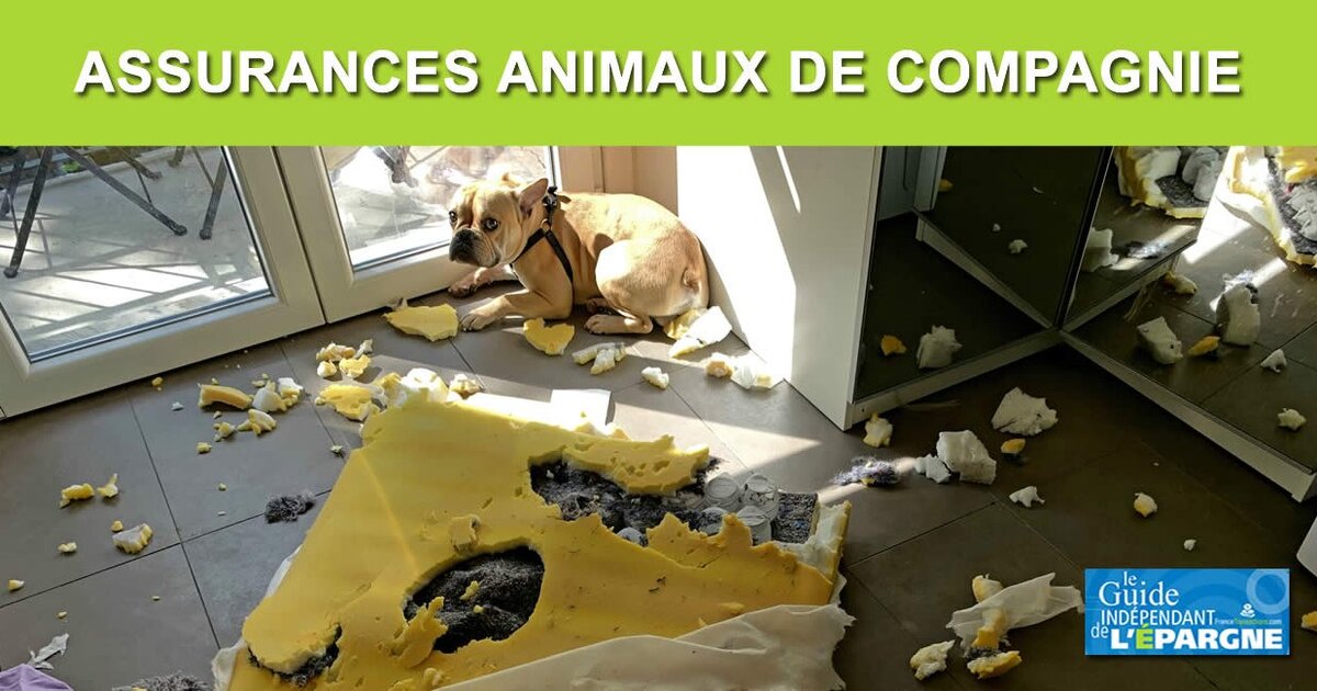 découvrez comment contacter notre service d'assurance pour furets. obtenez des conseils personnalisés et des informations sur nos offres adaptées à la protection de vos compagnons à quatre pattes.