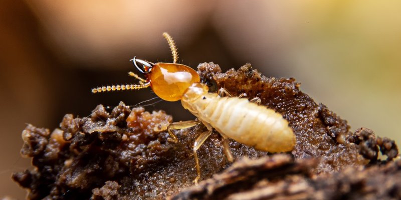 découvrez l'importance du diagnostic termites pour protéger votre maison des infestations. nos experts évaluent l'état de votre propriété et vous offrent des solutions adaptées pour éviter les dommages causés par ces nuisibles.