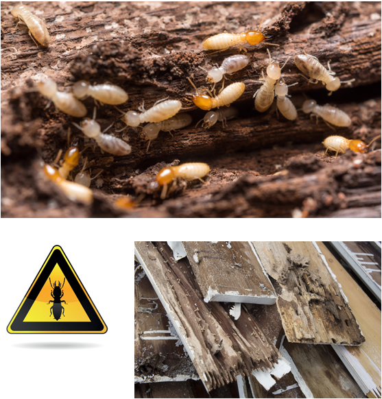 découvrez l'importance du diagnostic termites pour protéger votre habitation des infestations. nos experts vous accompagnent dans l'évaluation des risques et les solutions adaptées pour préserver votre patrimoine.