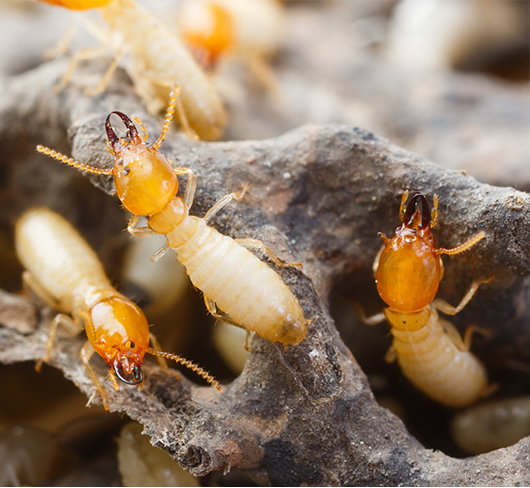 découvrez l'importance d'un diagnostic termites pour protéger votre habitation. nos experts vous accompagnent pour détecter la présence de termites et garantir la sécurité de votre maison. obtenez un devis gratuit dès aujourd'hui !