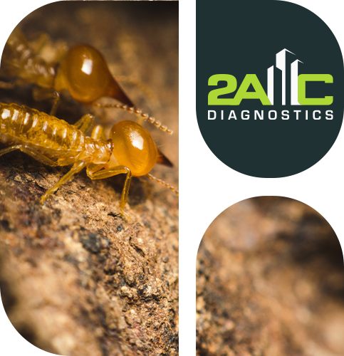 obtenez un diagnostic termites précis pour protéger votre maison contre ces nuisibles. nos experts certifiés réalisent une inspection complète pour détecter la présence de termites et vous conseiller sur les solutions adaptées afin de préserver la structure de votre habitation.