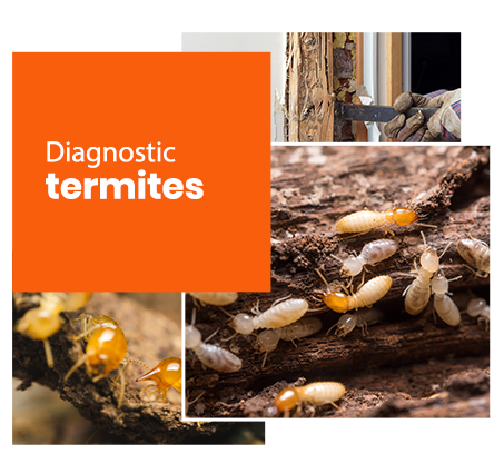 découvrez l'importance d'un diagnostic termites pour protéger votre habitat. assurez-vous de la sécurité de votre maison grâce à une évaluation professionnelle et préventive, afin de détecter et d'éliminer toute infestation potentielle avant qu'elle ne cause des dommages.