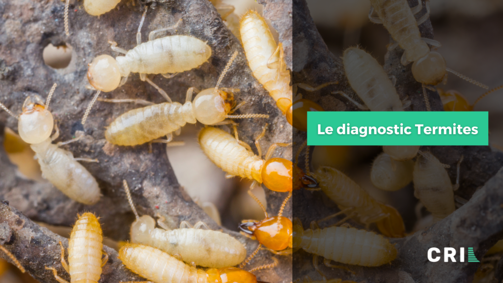 découvrez notre service de diagnostic termites, essentiel pour protéger votre habitation contre ces nuisibles. faites inspecter votre maison par des experts qualifiés afin de prévenir les dommages causés par les termites et garantir la sécurité de votre investissement immobilier.