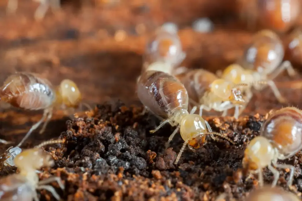 obtenez un diagnostic complet sur la présence de termites dans votre propriété grâce à notre service de leads dédié. protégez votre habitat et assurez sa pérennité avec une expertise fiable et rapide.