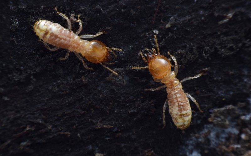 découvrez comment générer des leads qualifiés pour les services de lutte contre les termites. optimisez votre stratégie marketing pour attirer les clients en quête de solutions efficaces contre ces nuisibles.