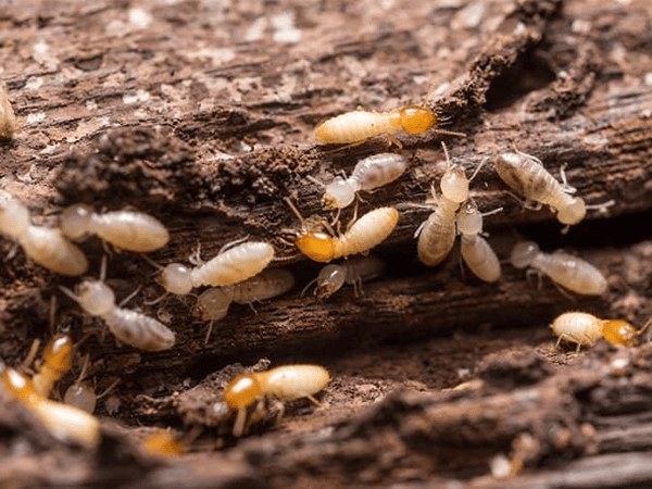 découvrez comment générer des leads qualifiés pour votre entreprise spécialisée dans la lutte contre les termites. apprenez des stratégies efficaces pour attirer de nouveaux clients et maximiser votre visibilité dans un marché compétitif.