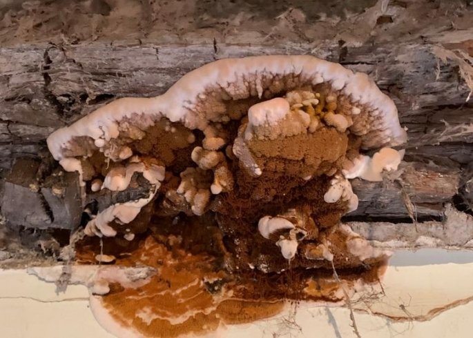 découvrez tout ce que vous devez savoir sur la mérule, ce champignon lignivore redouté qui peut causer des dommages considérables dans les habitations. apprenez à identifier ses signes, à prévenir son apparition et à traiter les infestations efficacement pour protéger votre patrimoine.