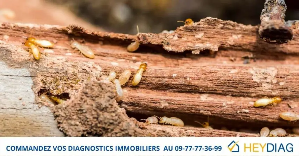 découvrez tout ce qu'il faut savoir sur l'obligation de diagnostic termites pour votre bien immobilier. protégez votre investissement et assurez la sécurité de votre maison grâce à des informations essentielles sur la législation en vigueur et les démarches à suivre.