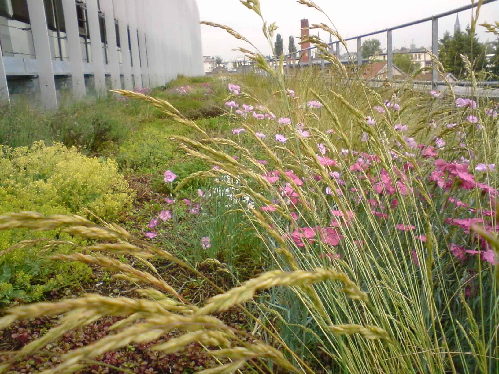 découvrez comment une toiture végétalisée peut améliorer l'attractivité de votre propriété, attirer davantage de clients et contribuer à un environnement durable. explorez les avantages esthétiques et écologiques des toits verts.